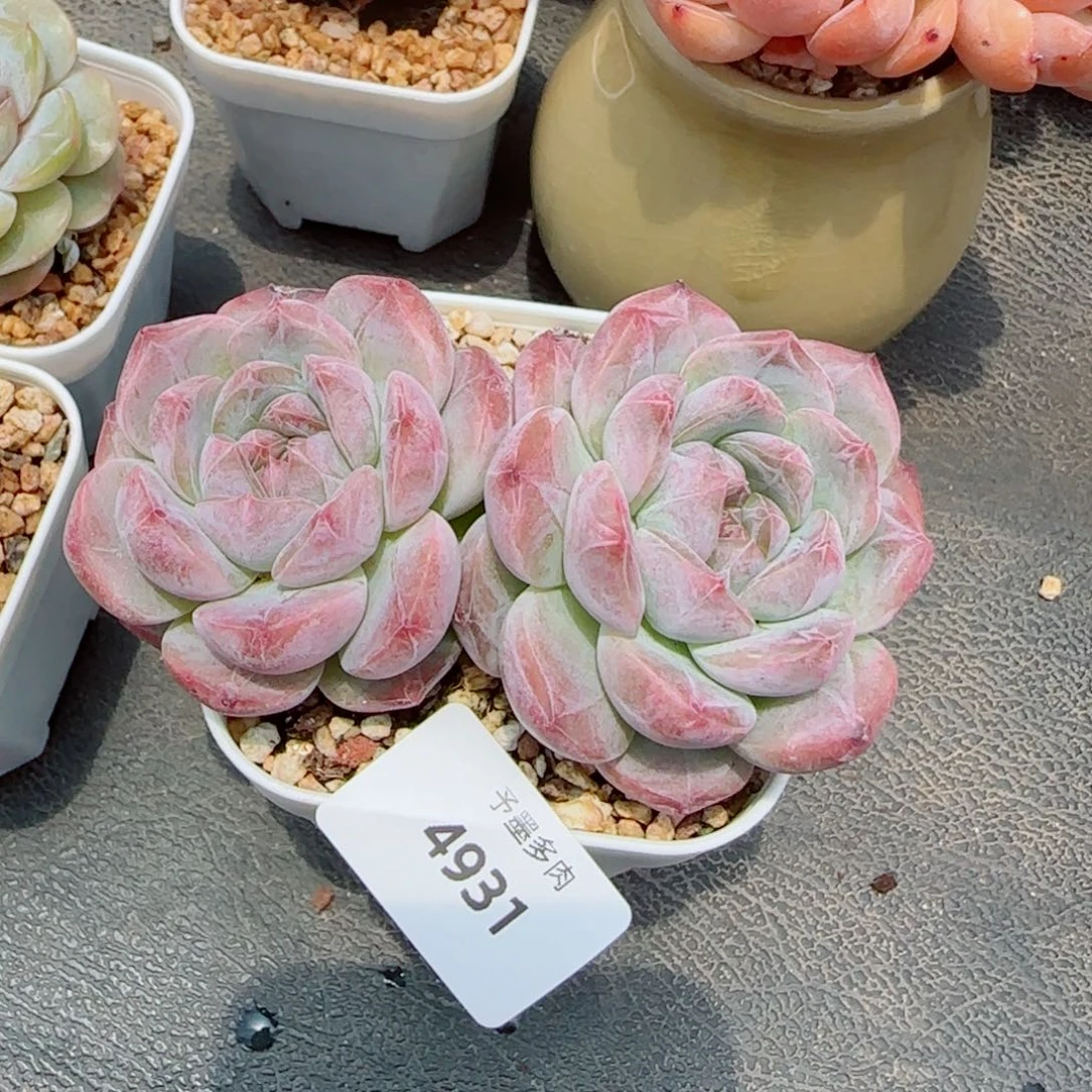 黛玉冰魄，4931多肉植物