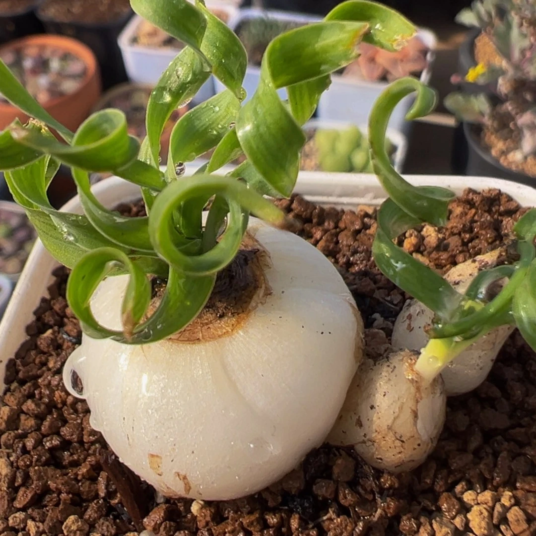 79多肉植物百科植物