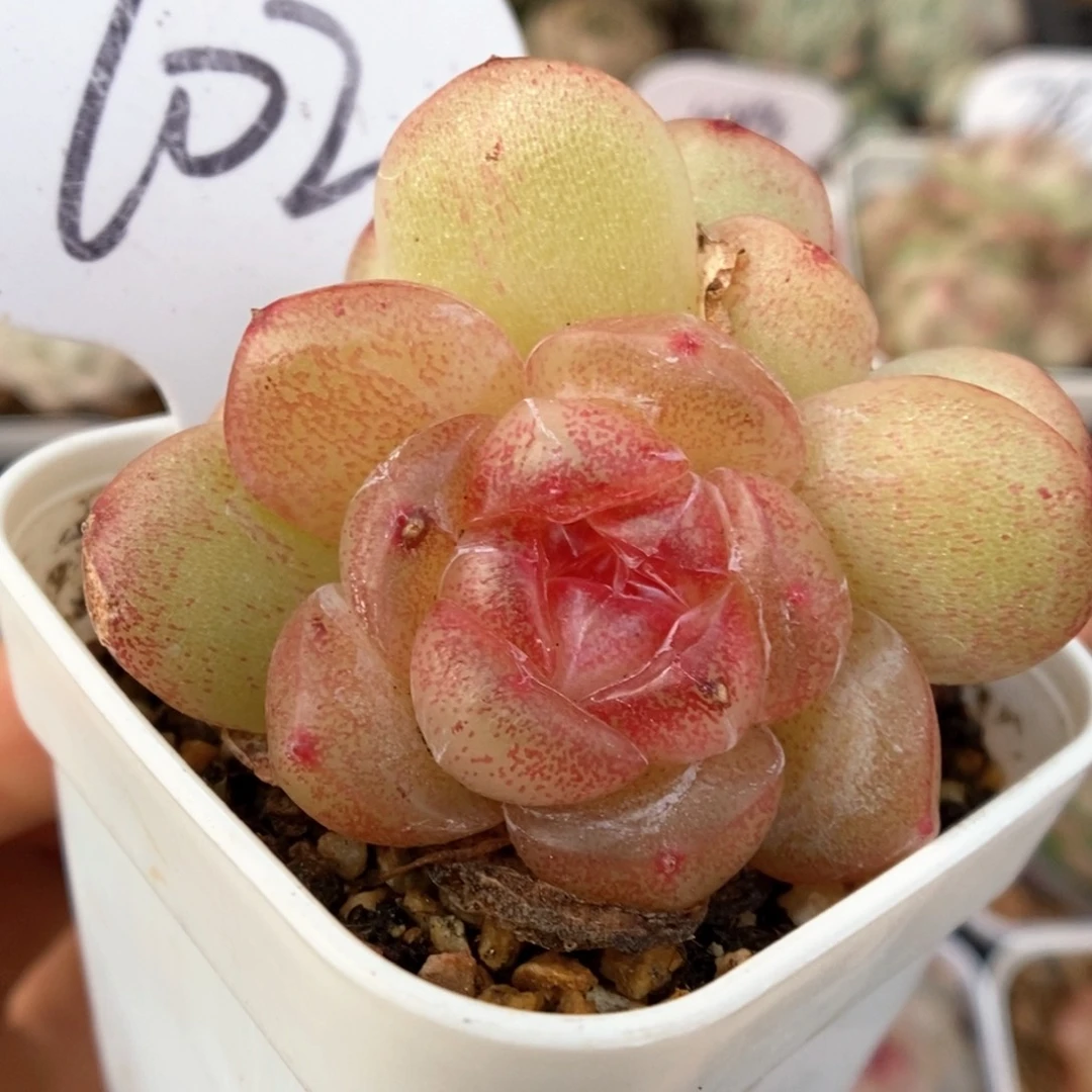 玉桃双头可拍702号。