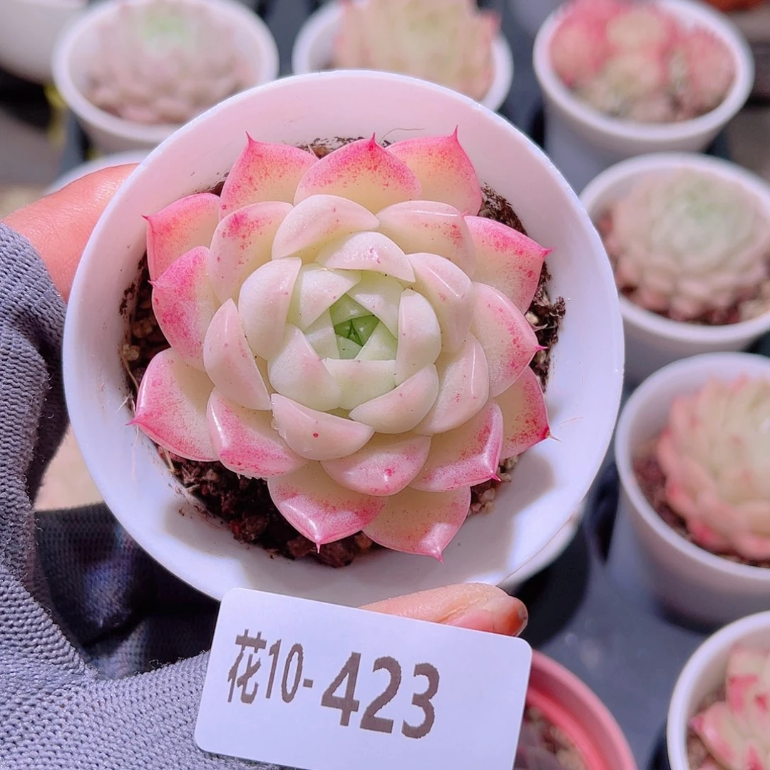 花10-423麦秆单头