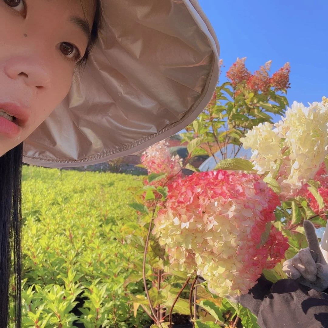 完全开放花冠1681