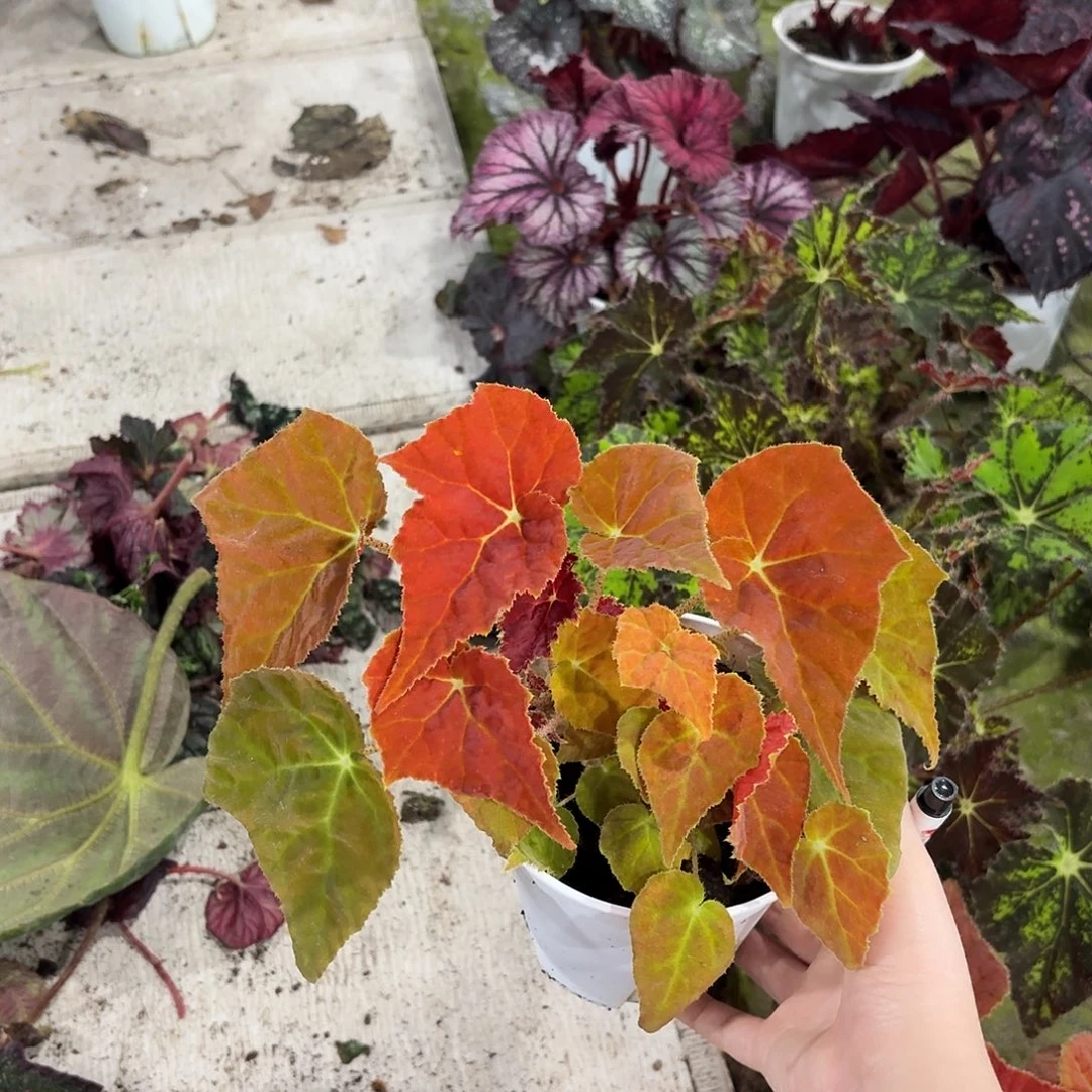 完全开放秋之华秋海棠