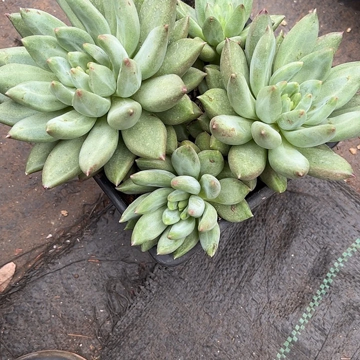 多肉植物一物一拍