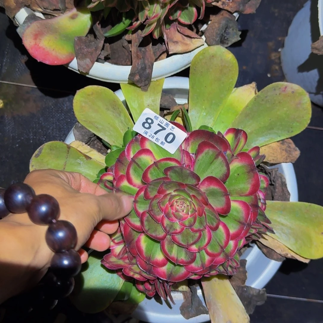 870号多肉植物三颗无根