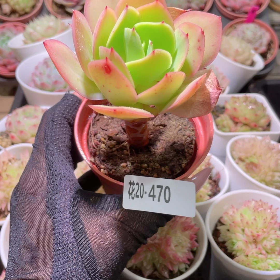 花利美20-470碧桃