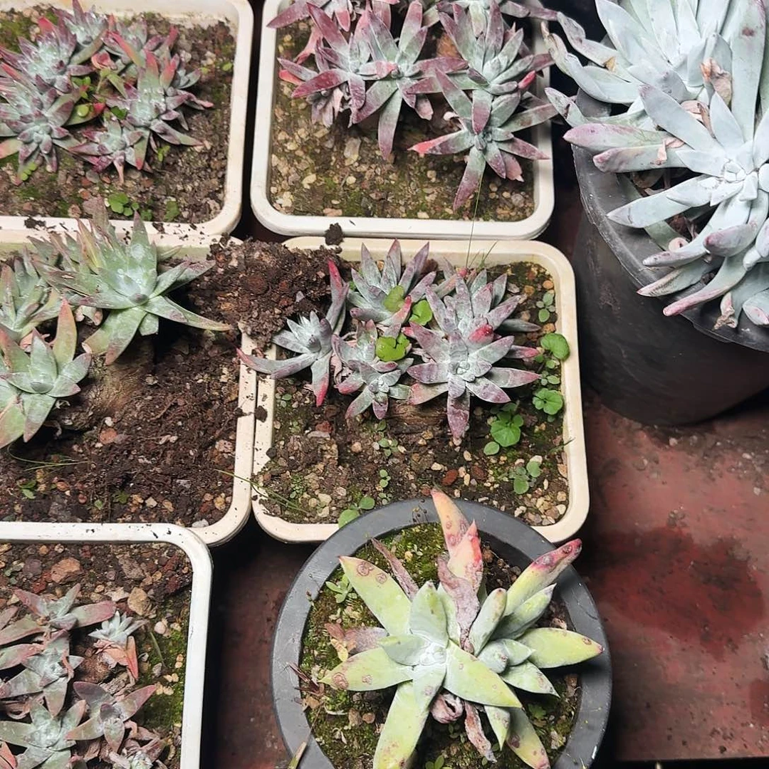 1214瑕疵四颗多肉