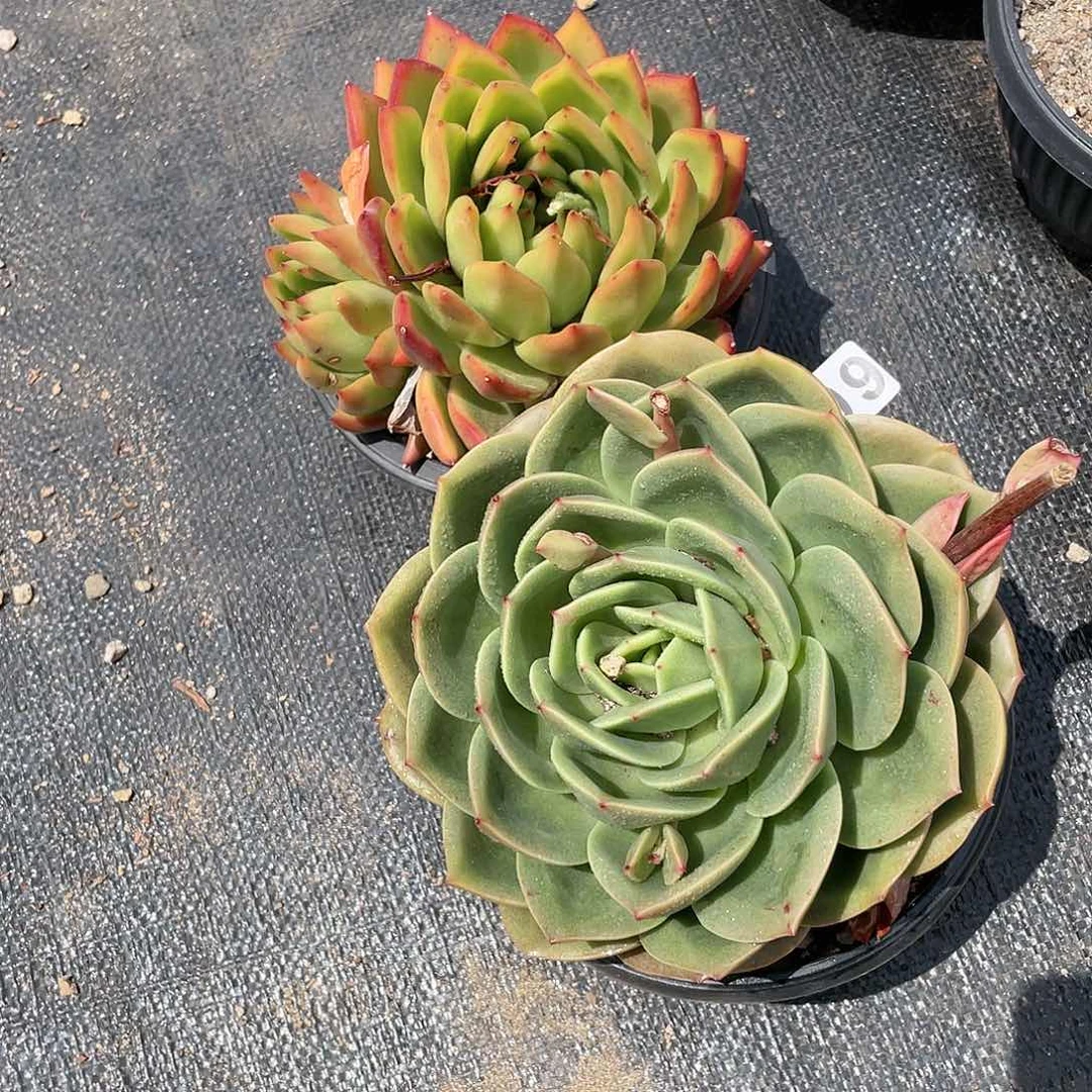 若如东云组拍709