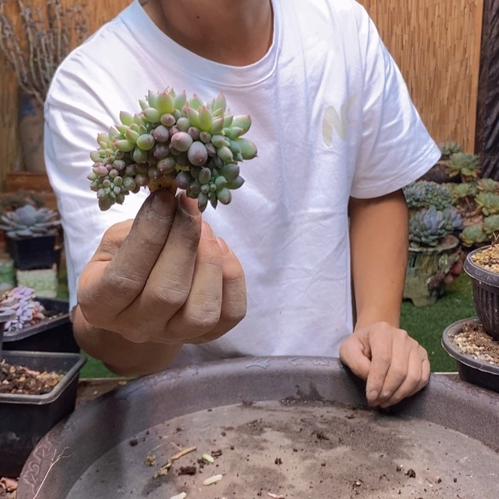 小***七286号所罗门多肉植物