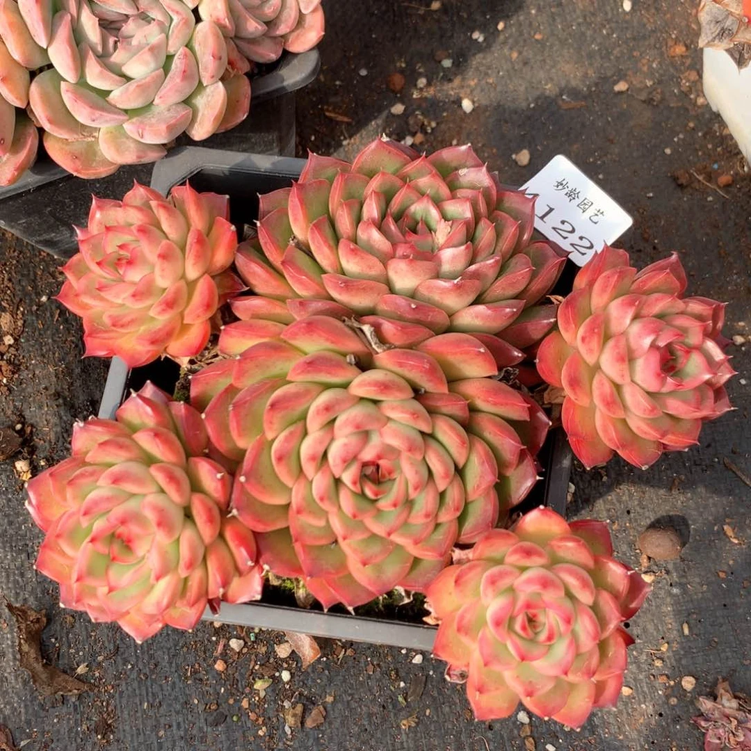 4122杂交多肉植物基地