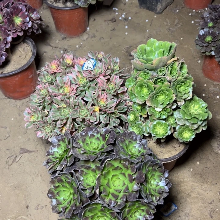 多肉植物三个法师52