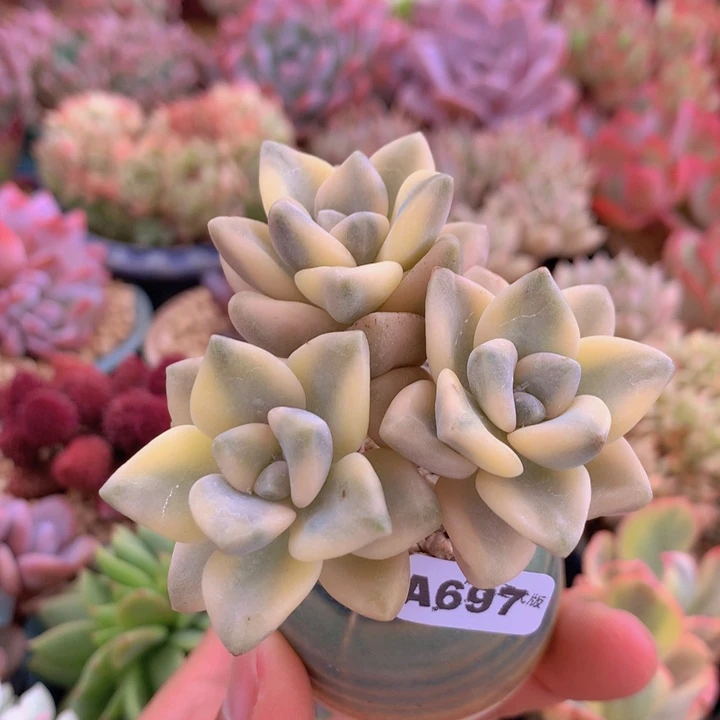 一物一拍含盆土满38包邮A697