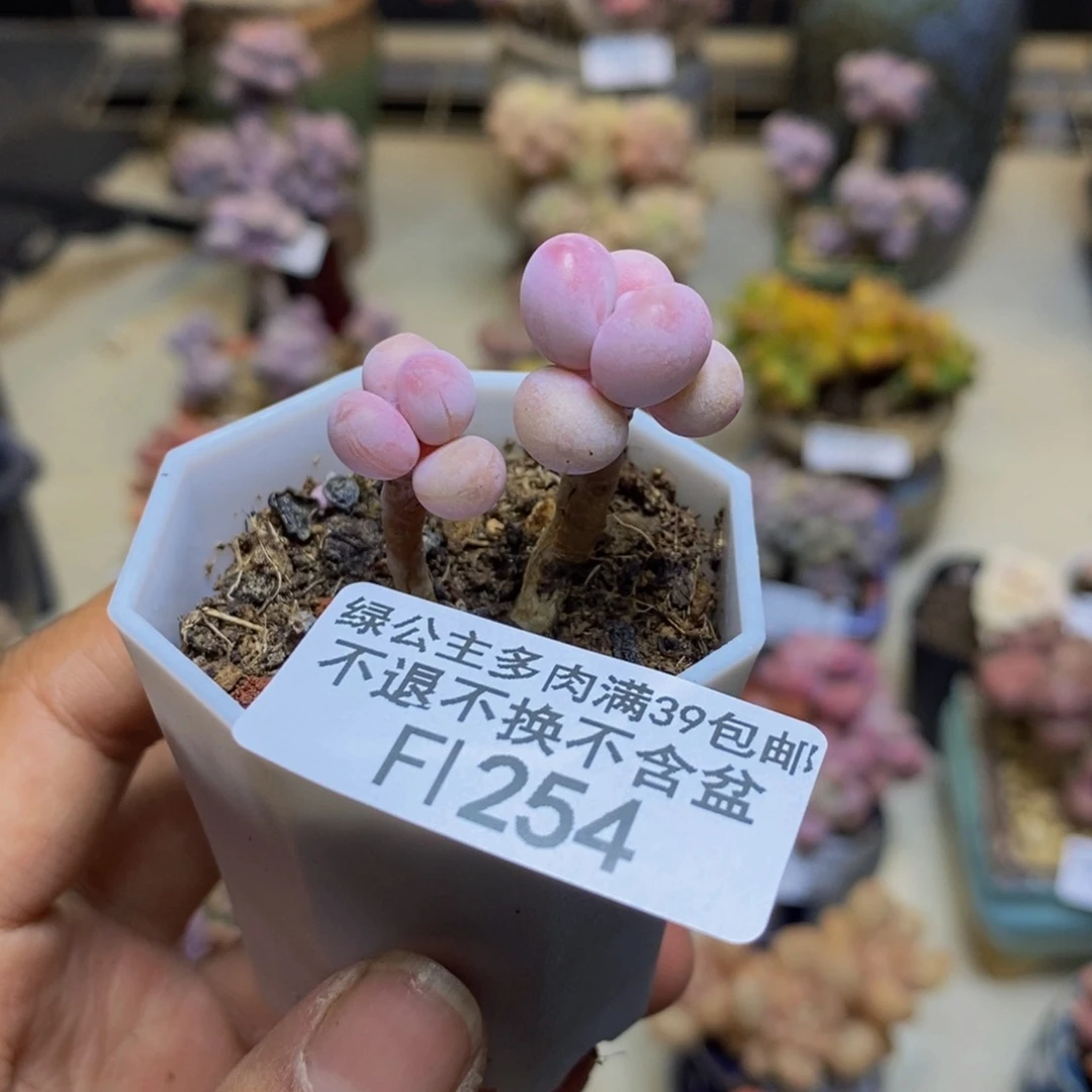 254糖果桃蛋多肉2c m