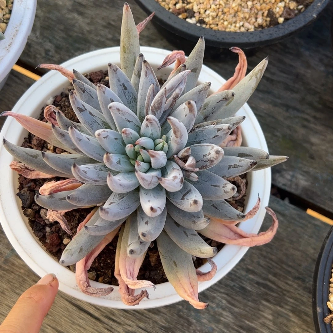 魔爪 单头 阿松多肉