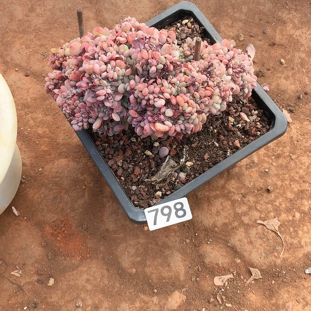 798缀化 一物一拍多肉