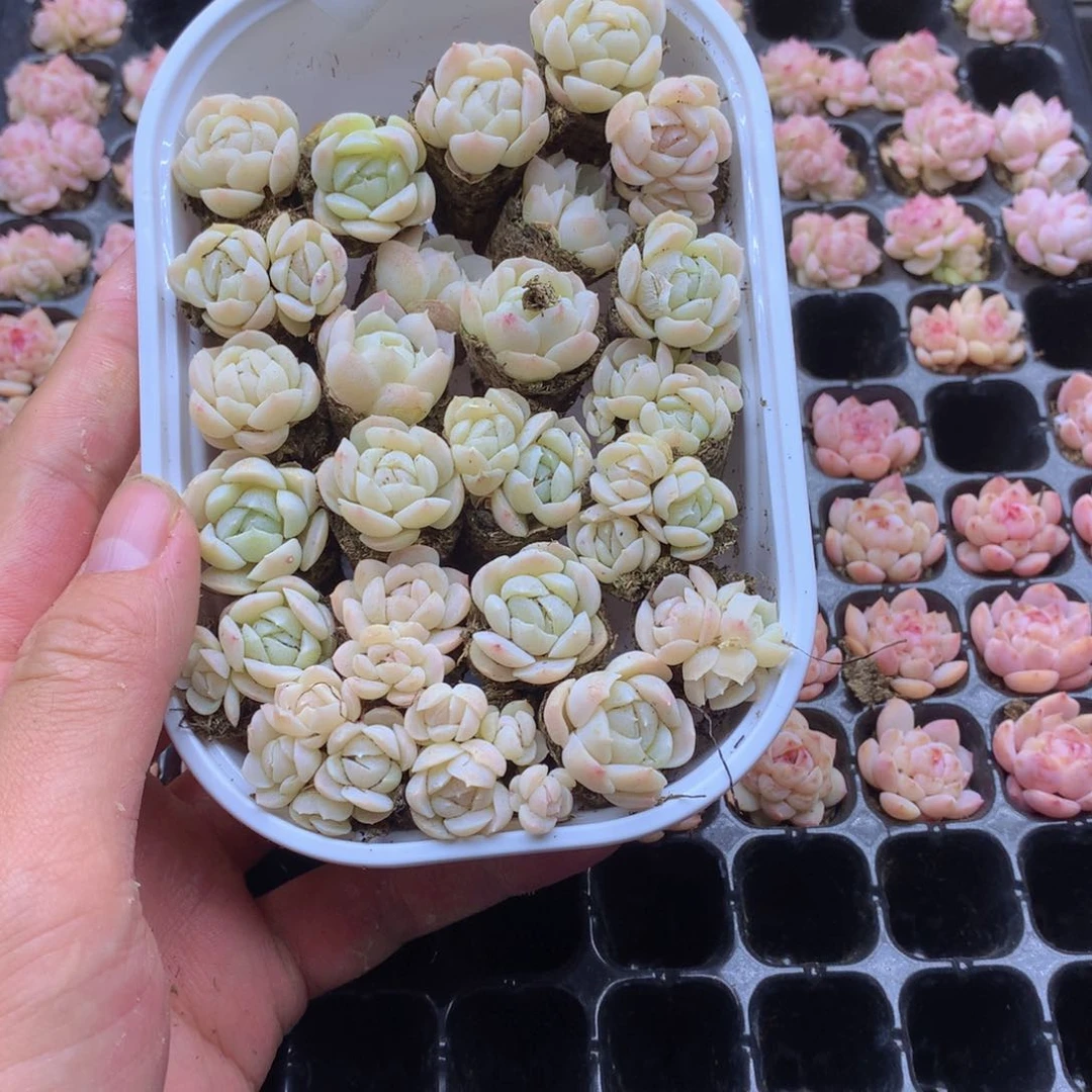 反反复复还是很开心的016