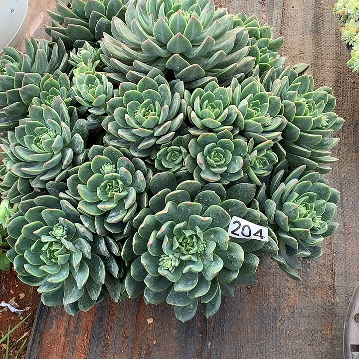 204翠鸟 一物一拍多肉