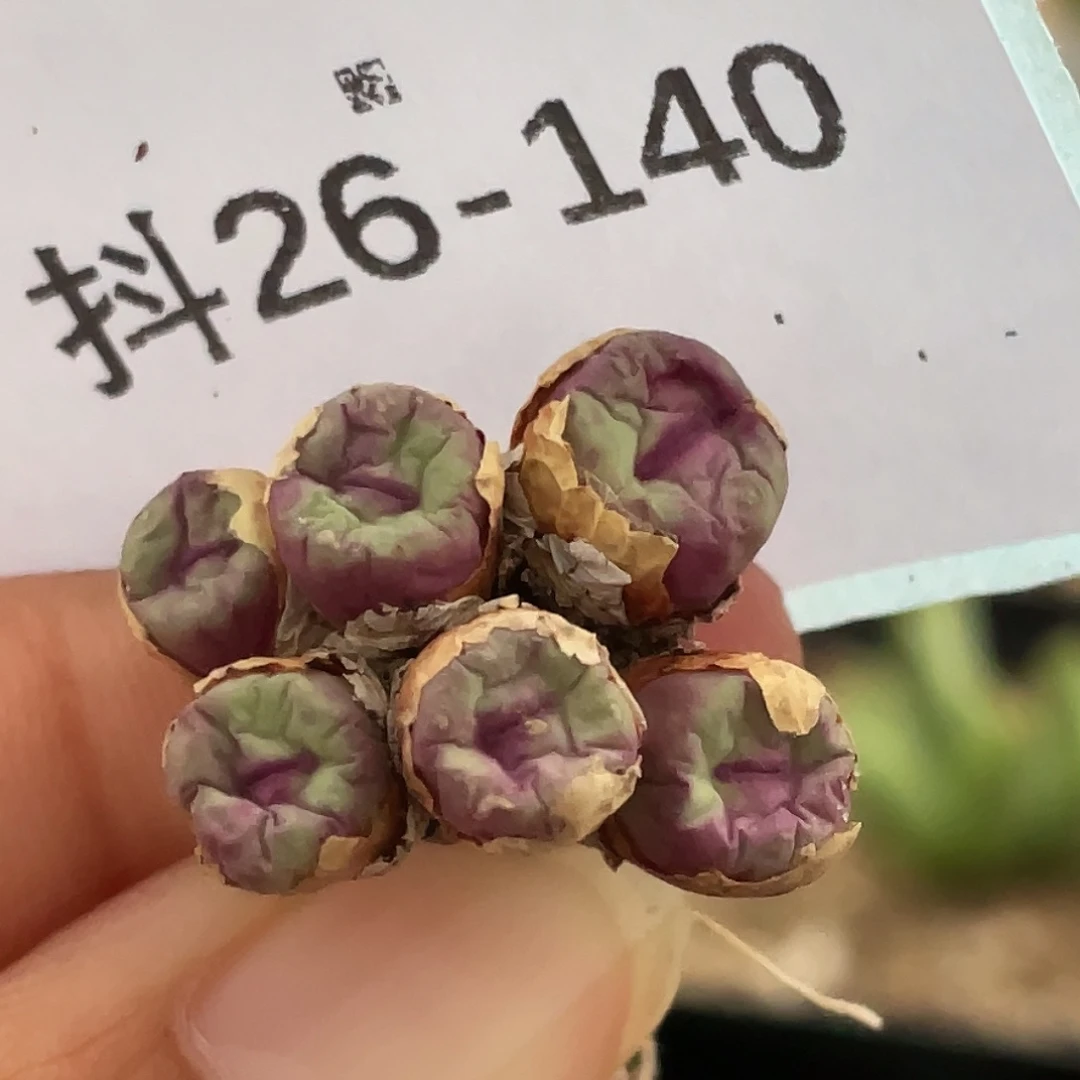 26-140嘴多肉植物肉锥