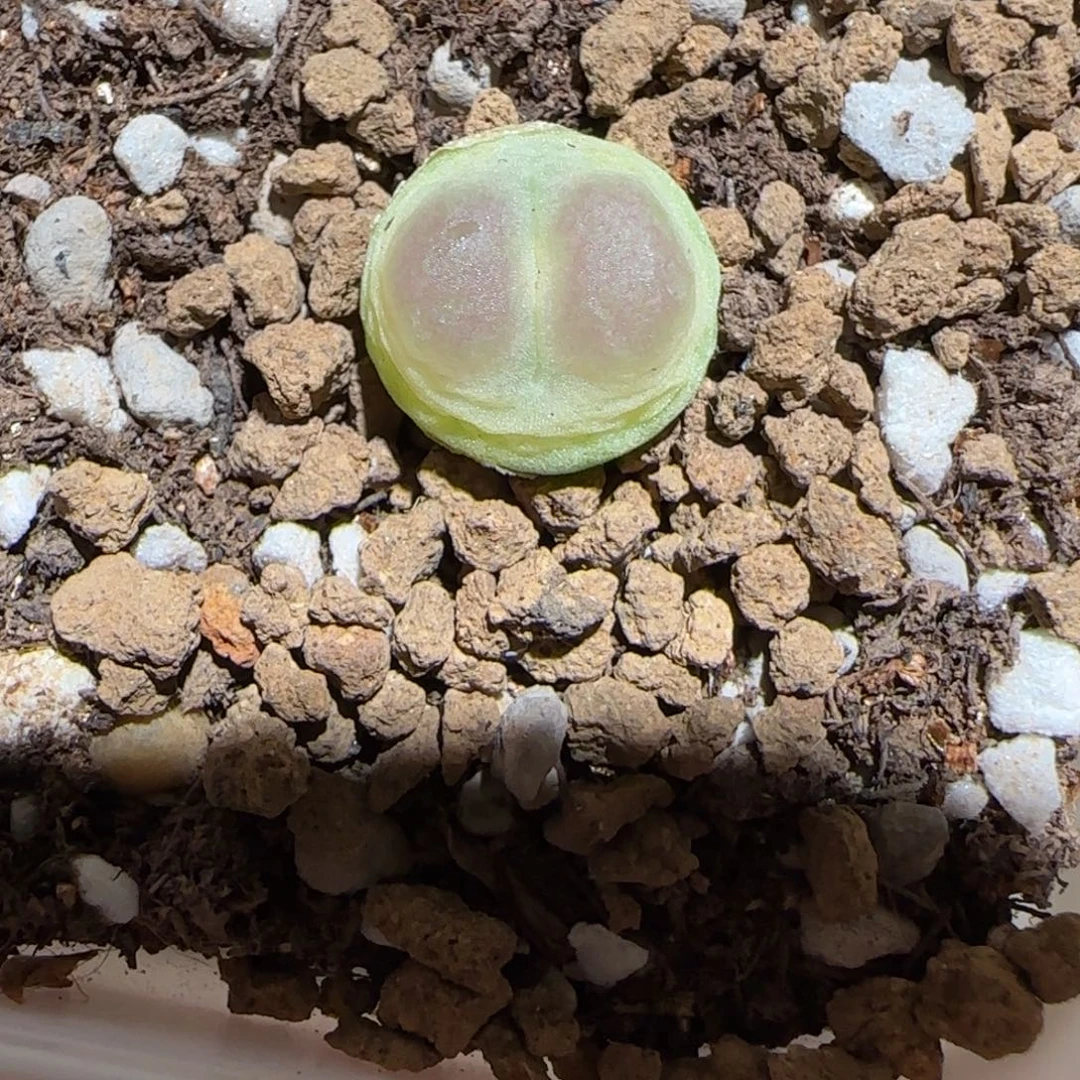肉锥多肉植物组合-日式拉登837
