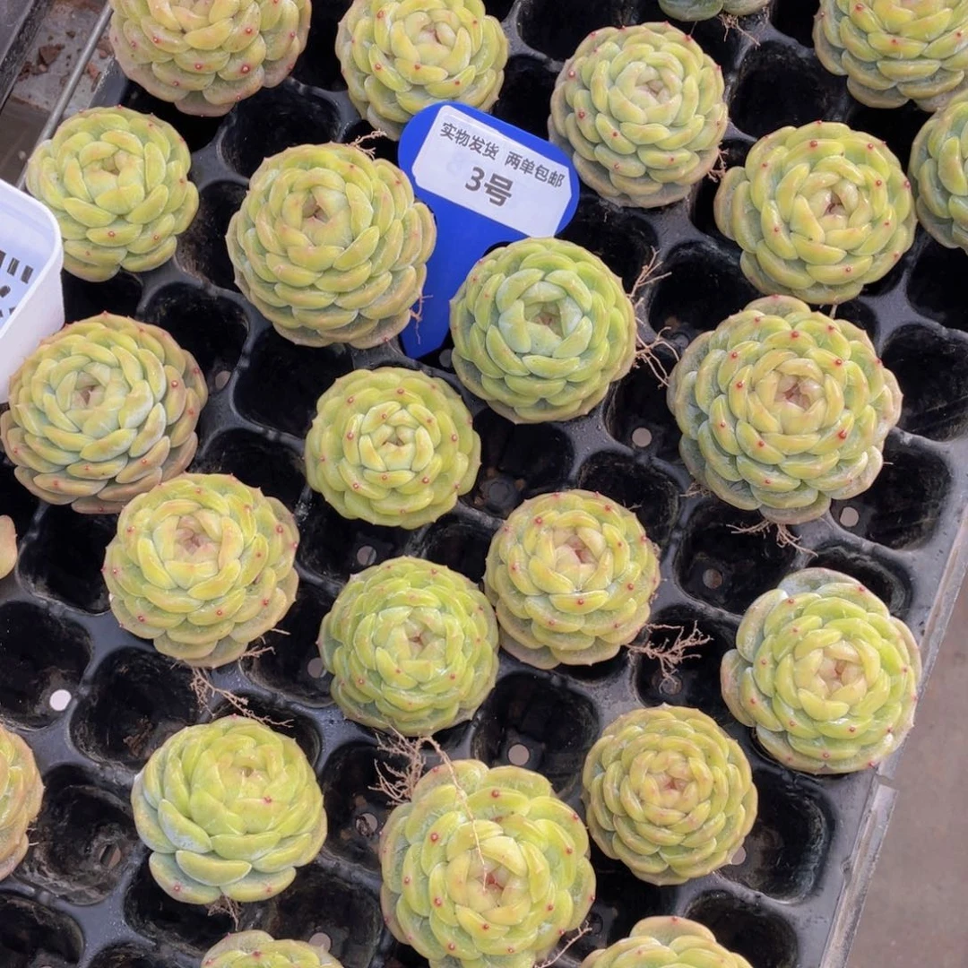 3号珍妮白色恋人单头带粗腿一个带小白方