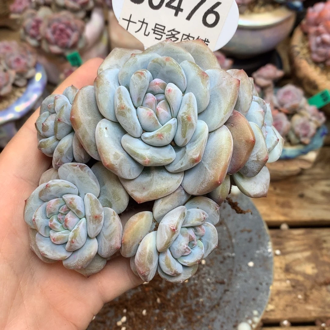 S0476 突尼斯 无砍 大脸