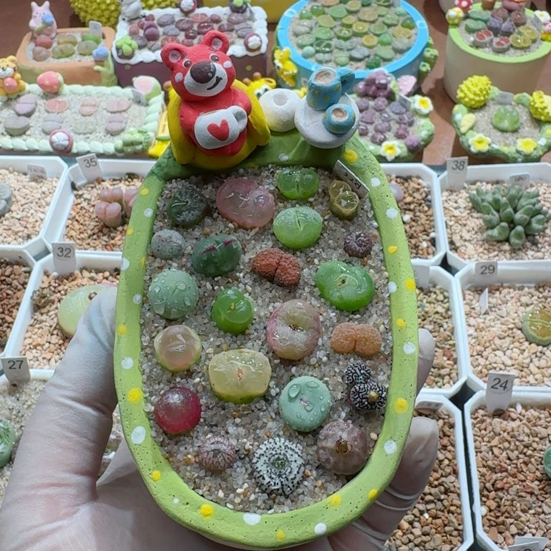 1109-05连盆带花各种肉锥彩套