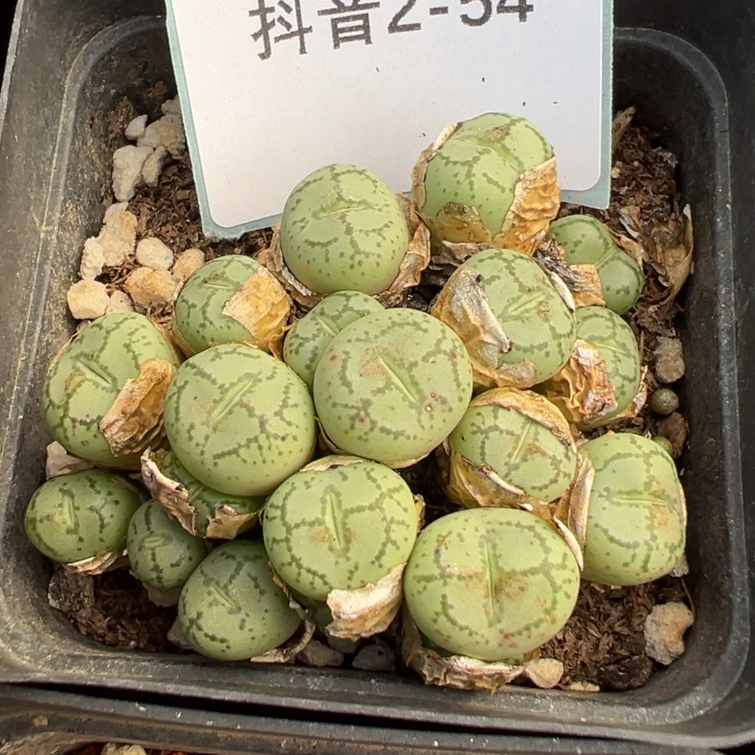 2-54猴脸多肉植物