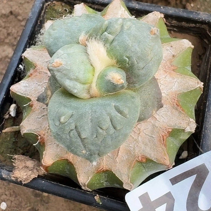 无花朵324白肌大尤牛舌东三牡丹