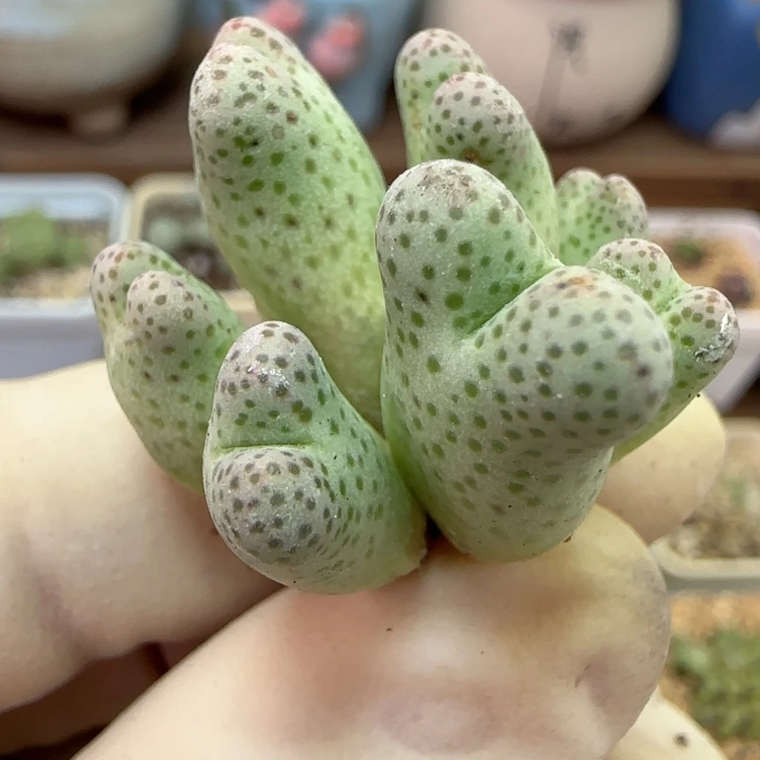 宇**-790园艺优选红斑马