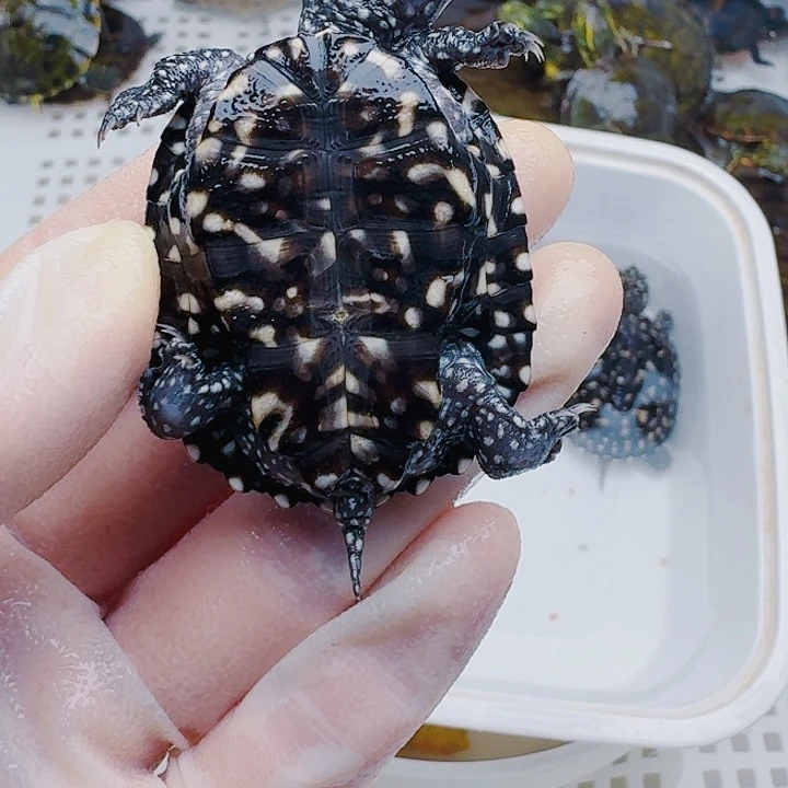 默***护绿毛龟母22222222222