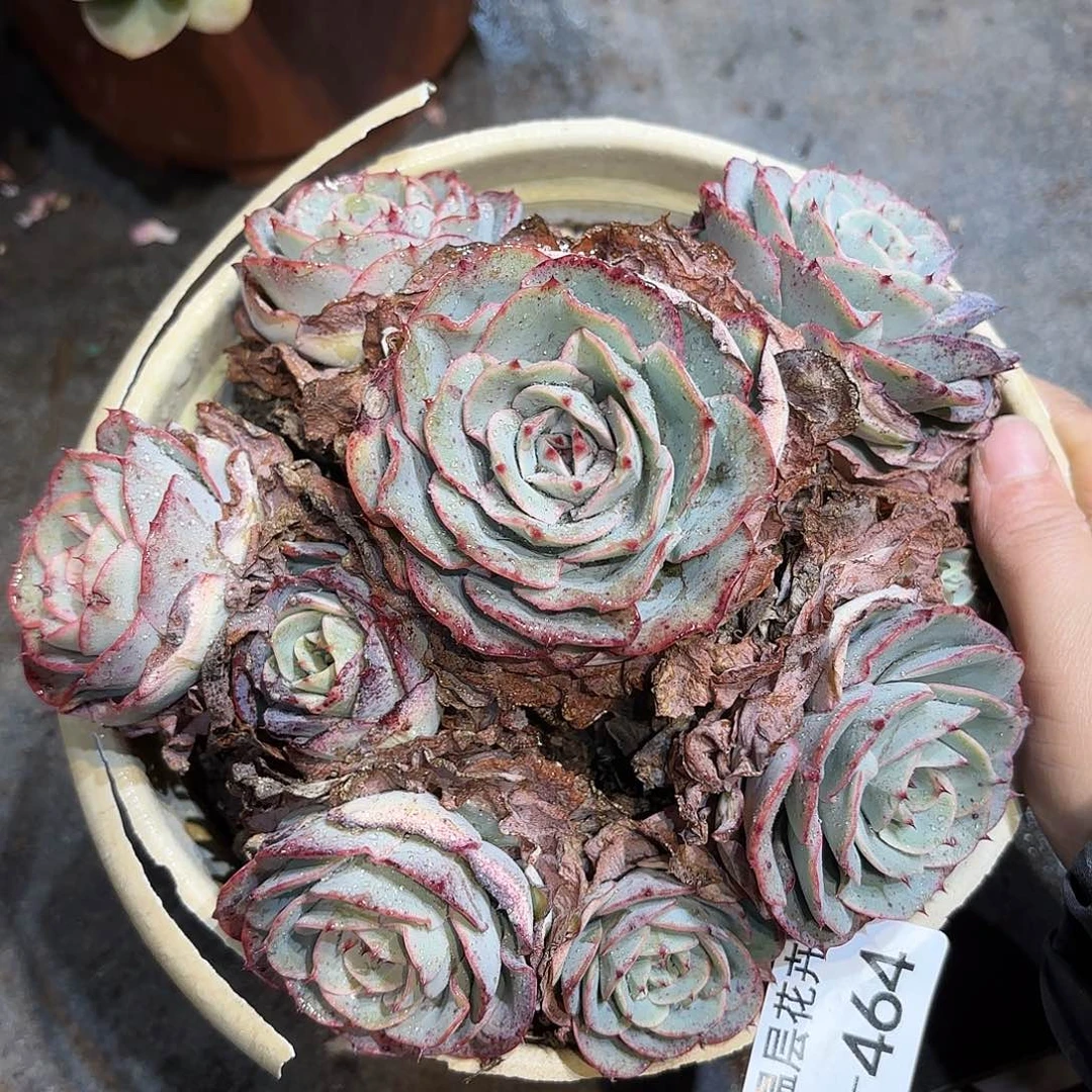 同温层多肉奶油黄桃464