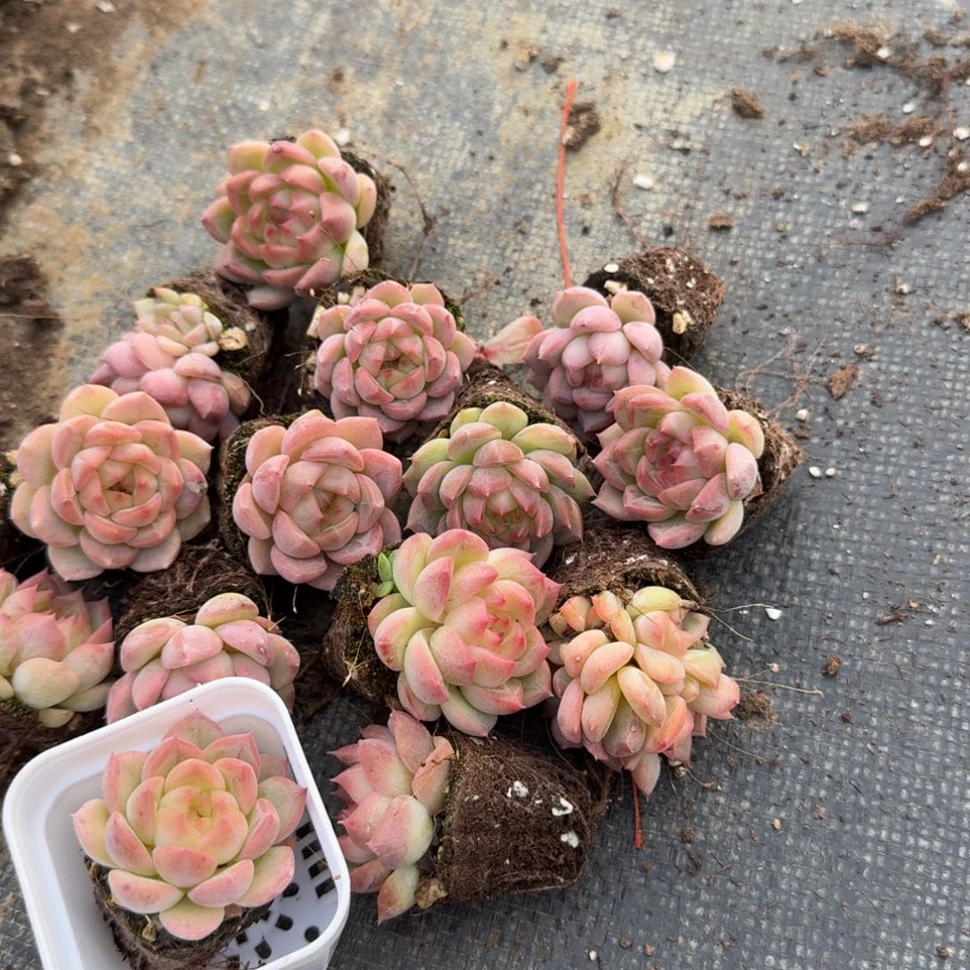 17-24左七透点粉色珍妮十五颗量拍发货