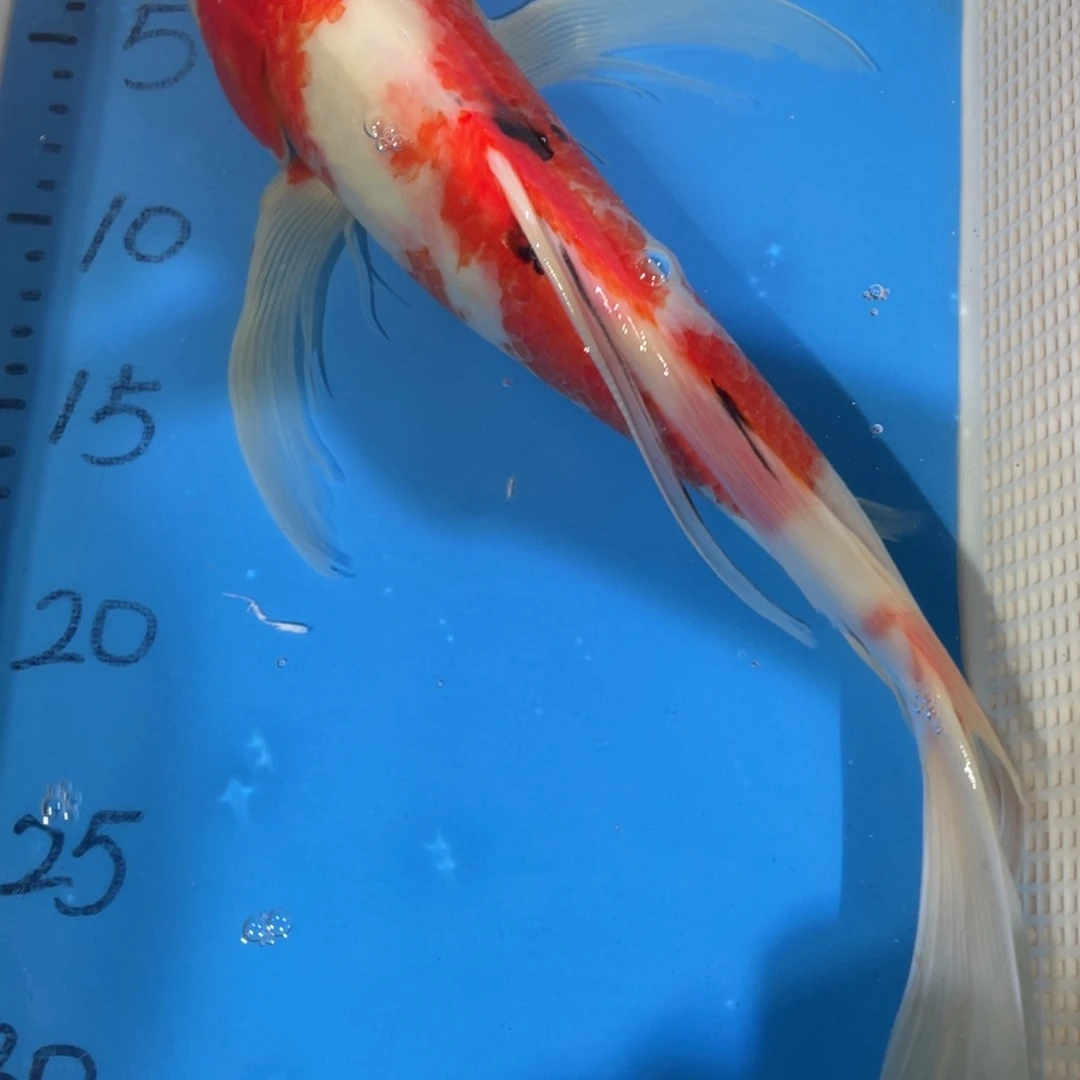 锦鲤锦鲤包邮包售后