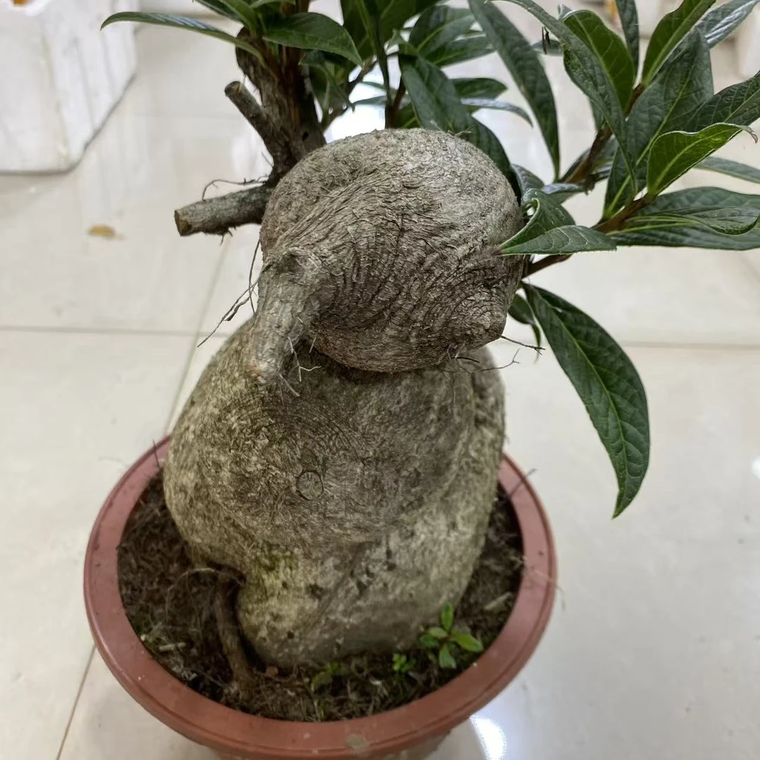 五翅莓树萝卜盆景