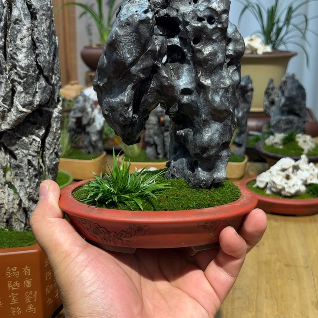 庄***相立供赏石➕花盆菖蒲