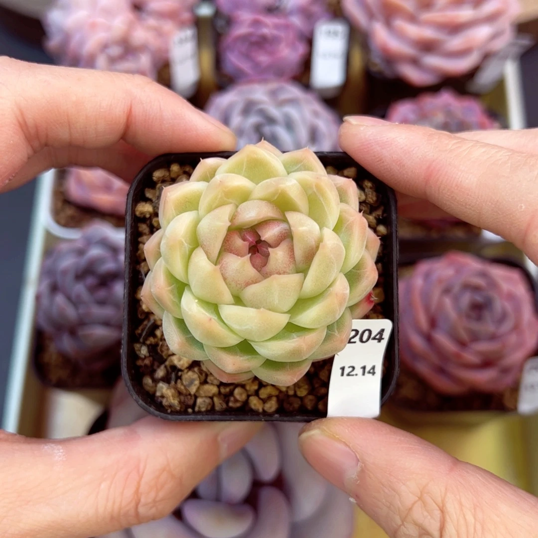 好好看204、哈哈哈哈