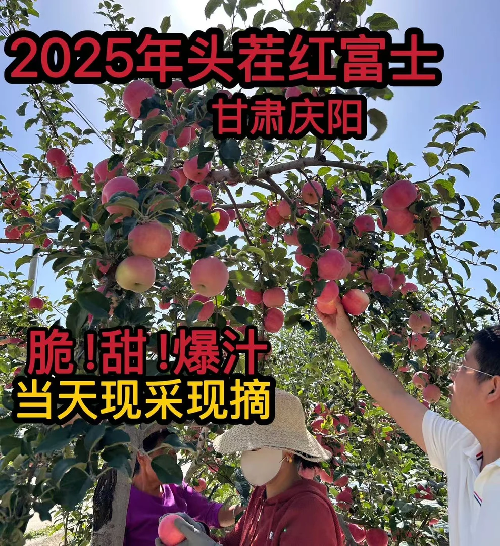 甘肃庆阳早熟红富士 脆甜可口 现采现发 多汁自然果香