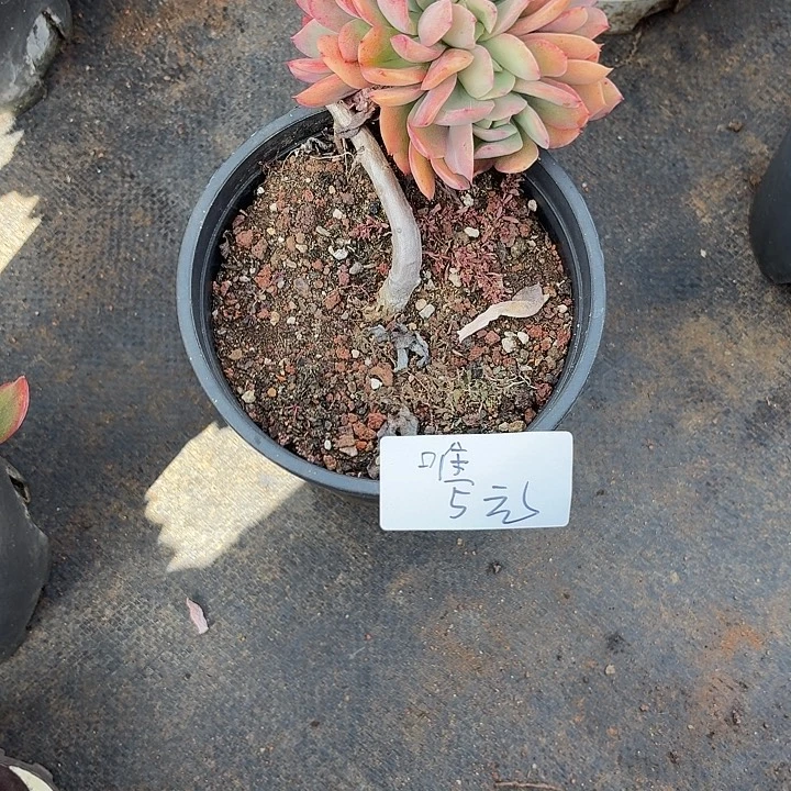 唯***e多肉植物一物一拍