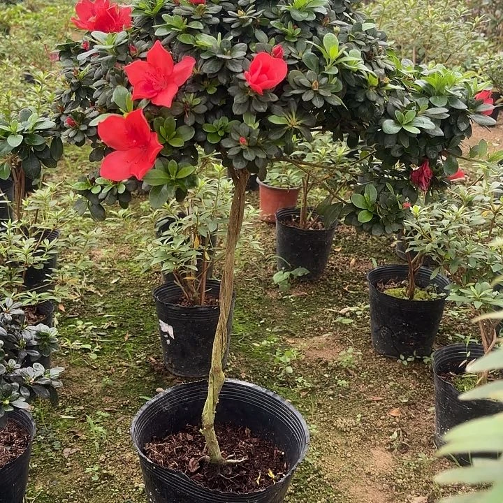 当前无花栽培后可以开花h