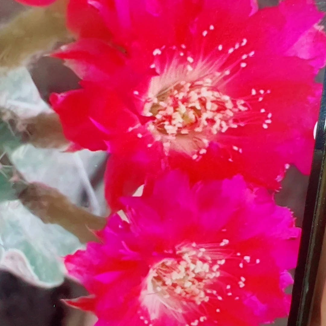 丽花 惊雷 侧芽 满20包邮