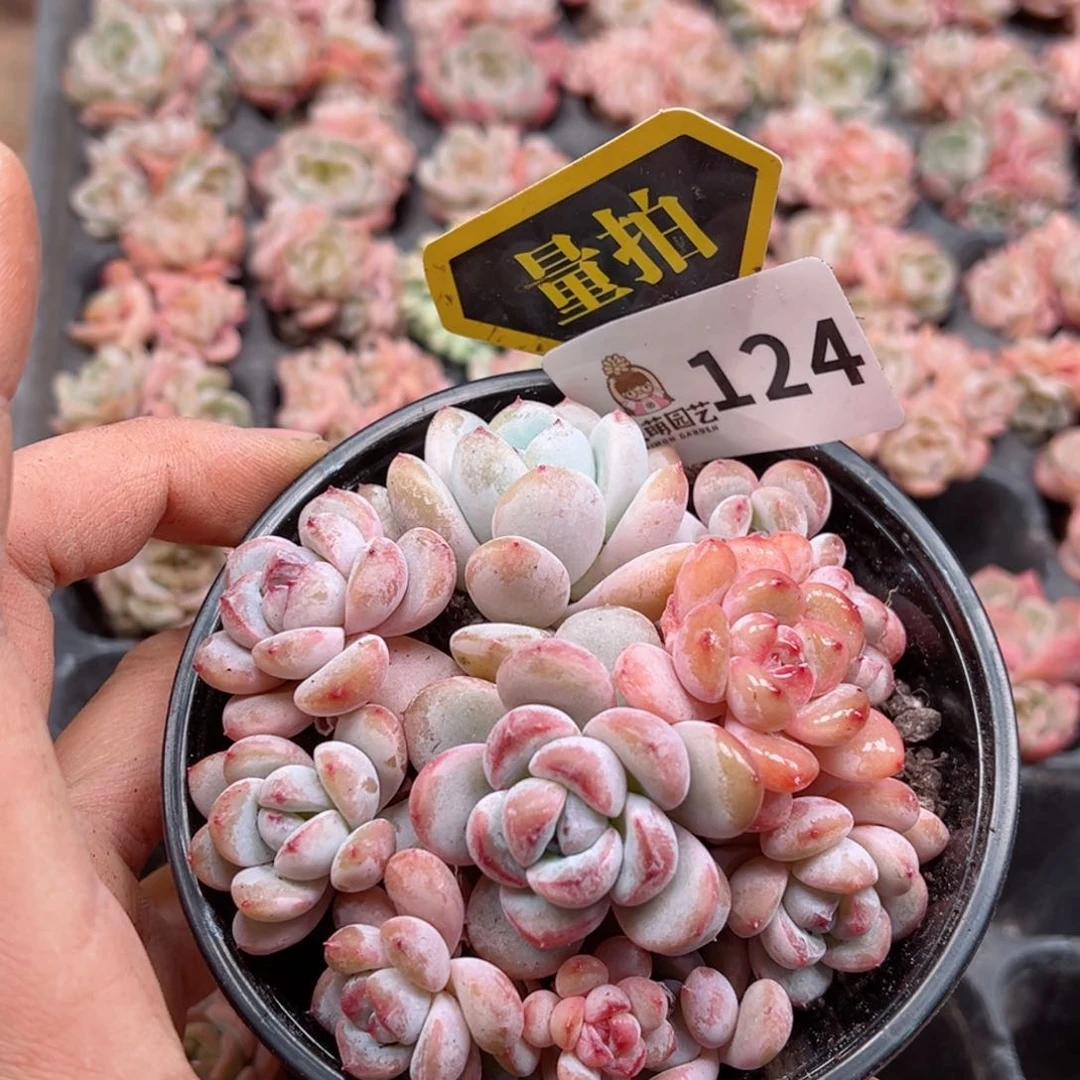 多肉植物多肉植物