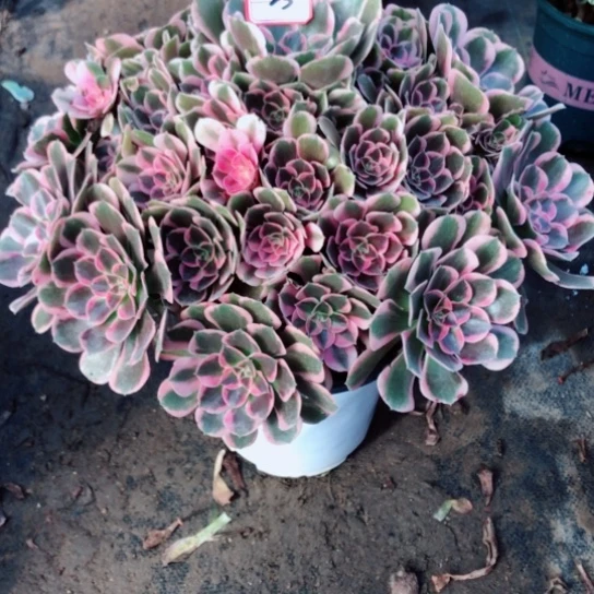 龙****无花朵23号皇后法师多肉植物