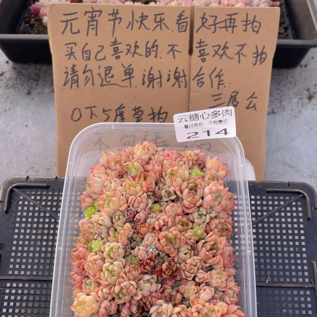 云糖心多肉植物214