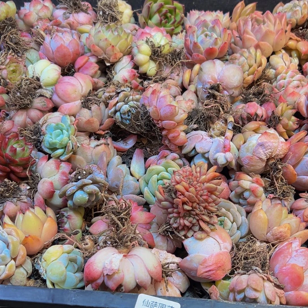 621多肉葡萄领导人的高度