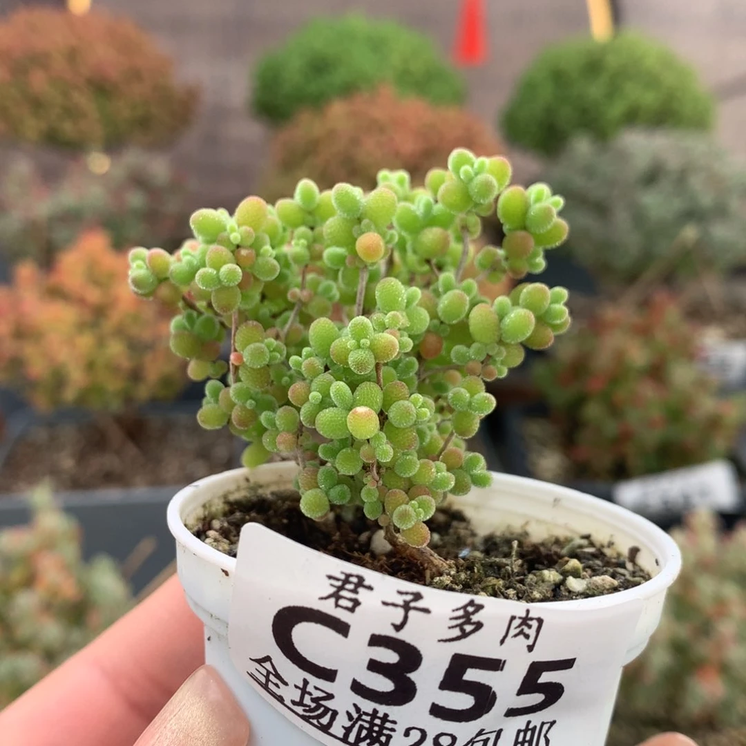 c355蜜橘枝干番杏