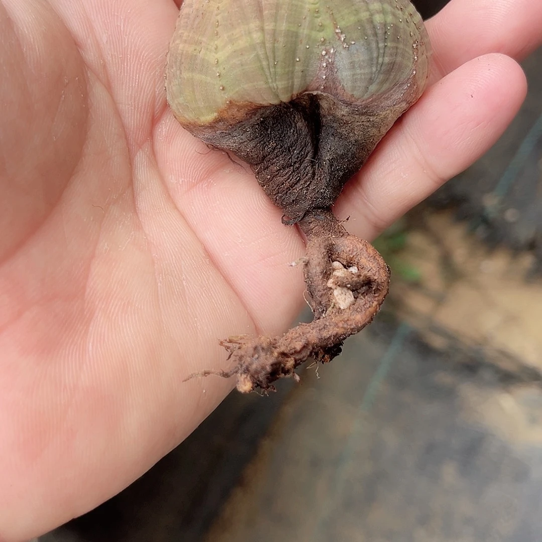 布 多肉植物 多肉植物