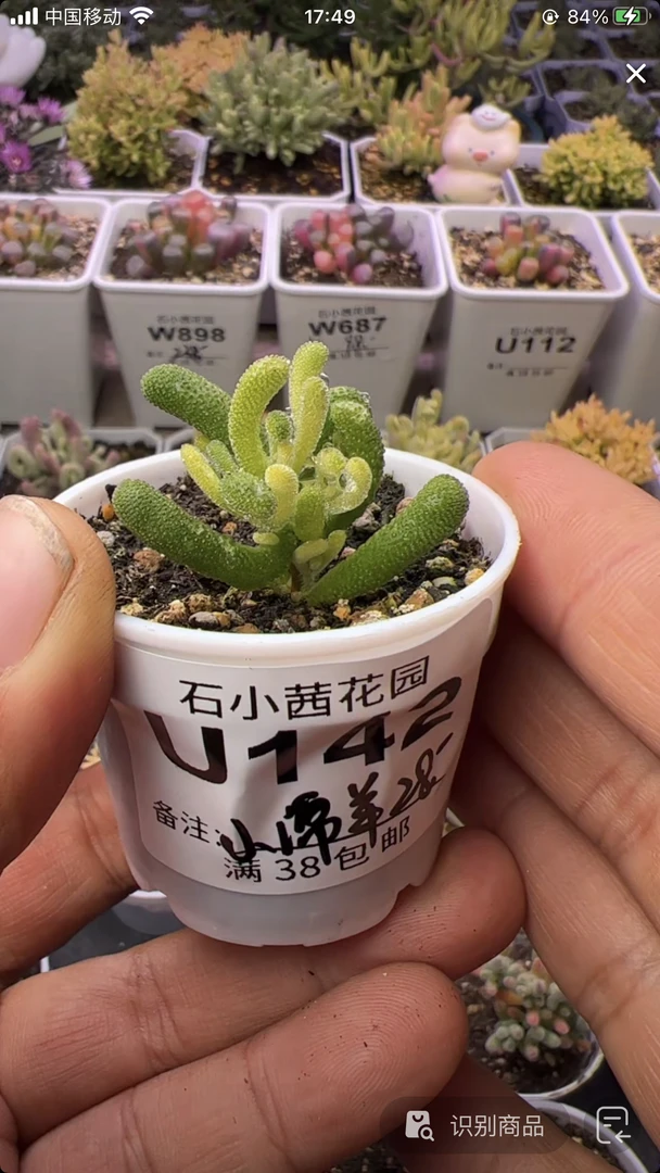 小绵羊-小星星黄化锦-多肉植物枝干番杏