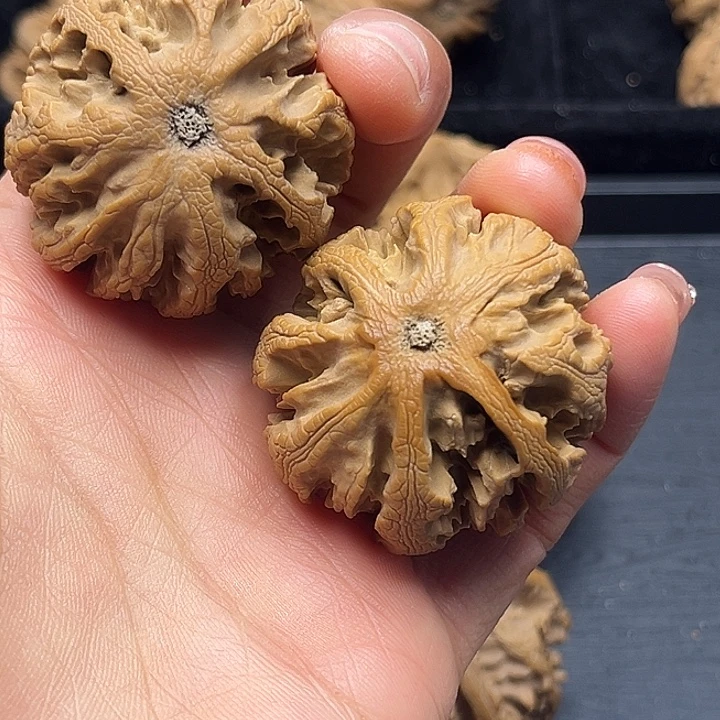 華***年核桃秦岭突突突突突突