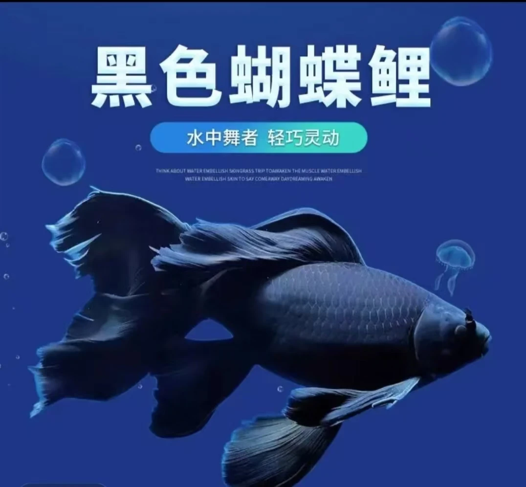 精选黑色5代蝴蝶鲤观赏鱼大鳍大尾好养耐活