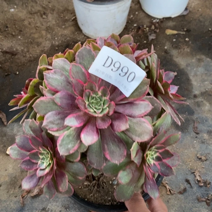 990莲花座多肉开播福利