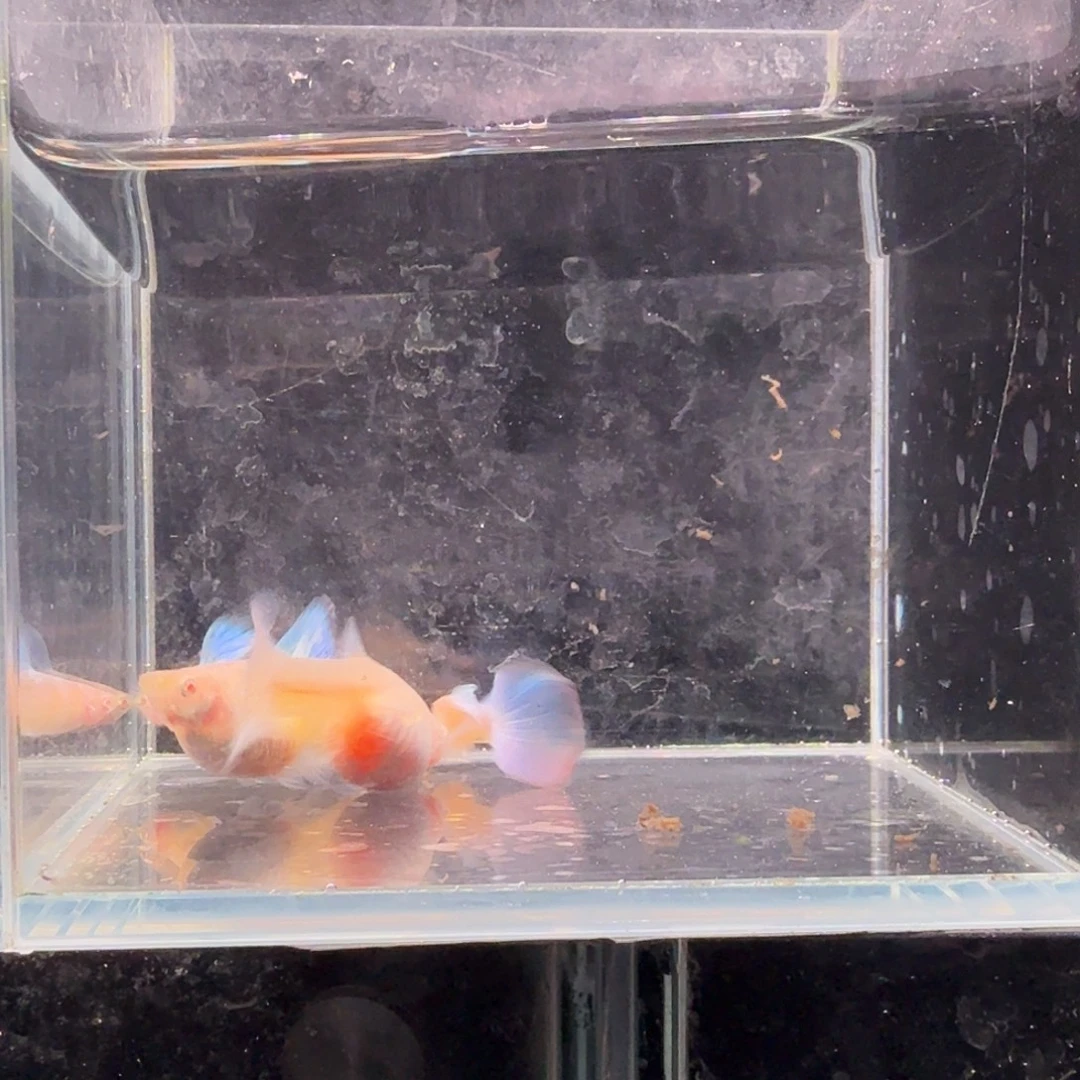 孔雀鱼蓝白种鱼2对